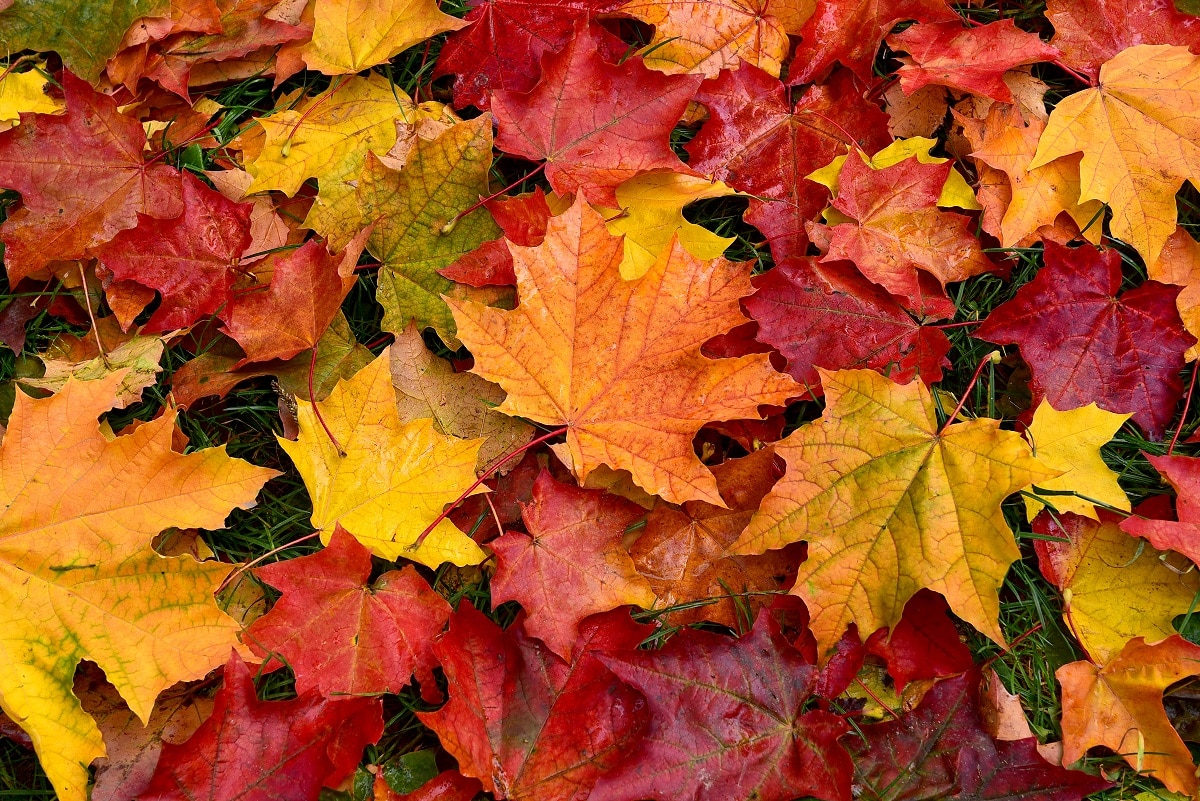 Autumn.,Multicolored,Maple,Leaves,Lie,On,The,Grass.