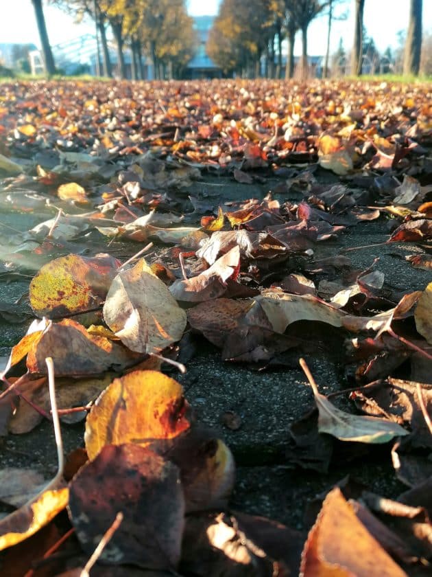 FOLIAGE IN GIARDINO